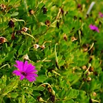 Mourayio * Pomos