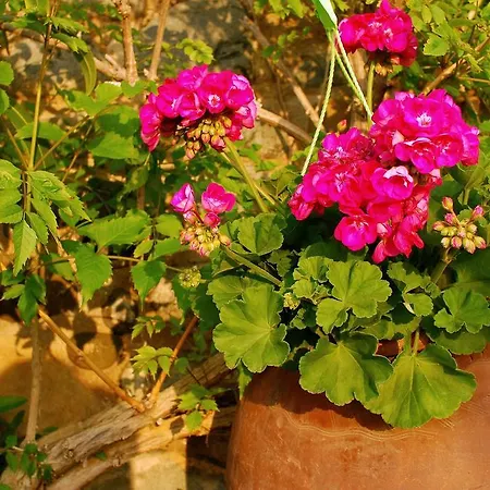 Mourayio Apartment