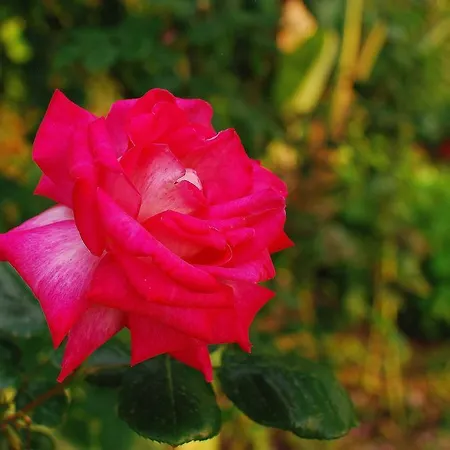 Mourayio Apartamento Pomos