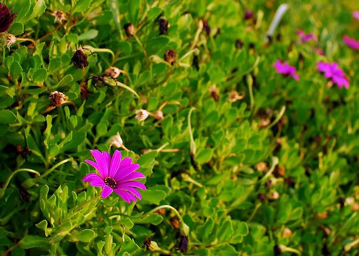 Mourayio * Помос